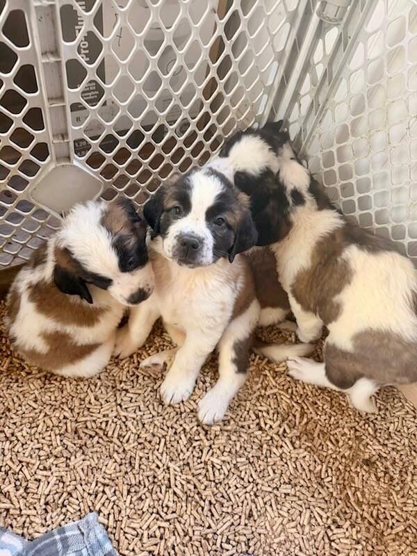 St Bernard puppies, Adoptable, Puppy Male Saint Bernard.