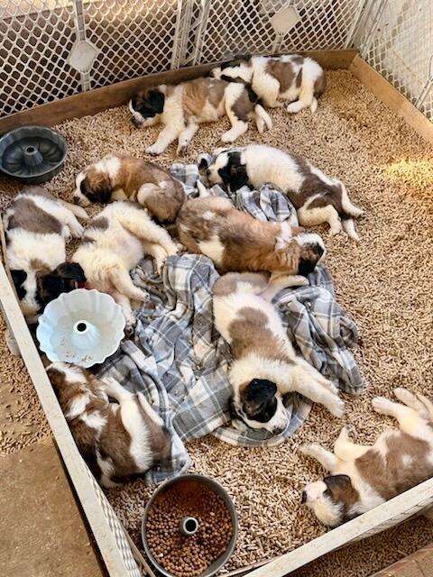 Enlarge St Bernard puppies, a Adoptable Saint Bernard in Miamitown, OH image 3/4