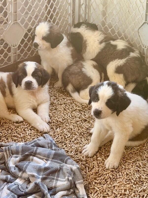 Enlarge St Bernard puppies, a Adoptable Saint Bernard in Miamitown, OH image 2/4