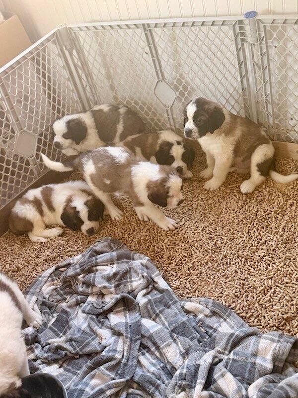 Enlarge St Bernard puppies, a Adoptable Saint Bernard in Miamitown, OH image 4/4