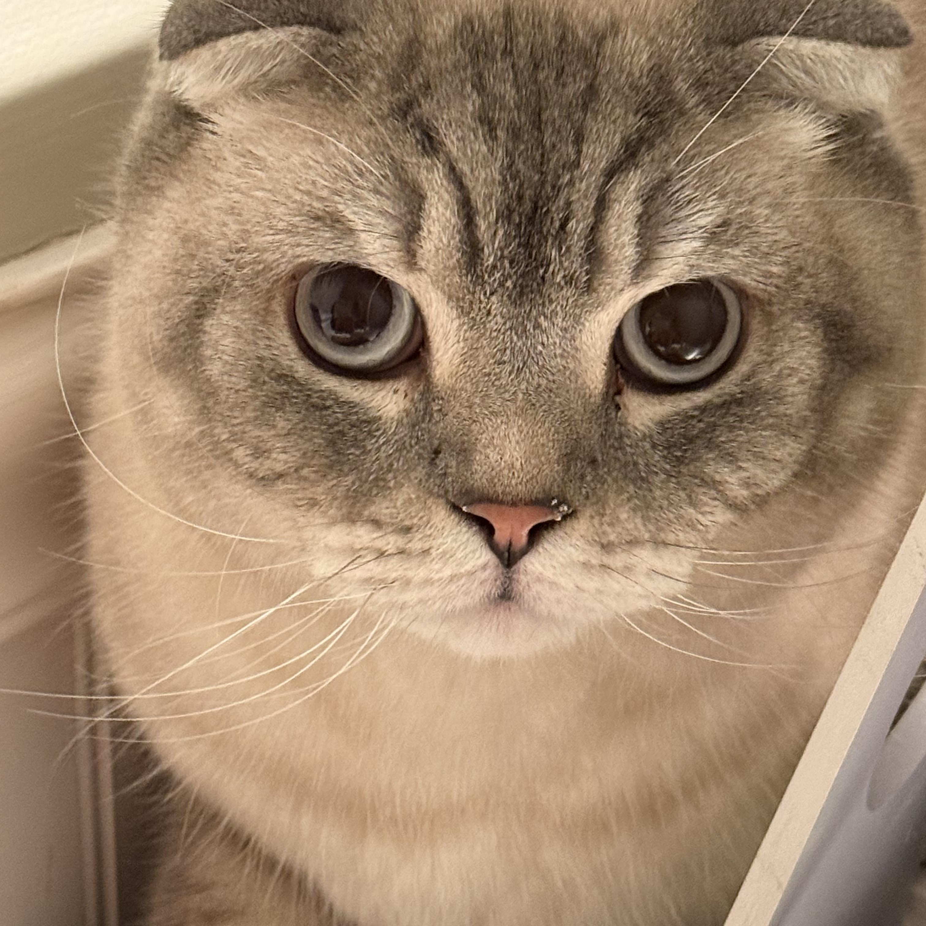 Berushka — thumbnail 3