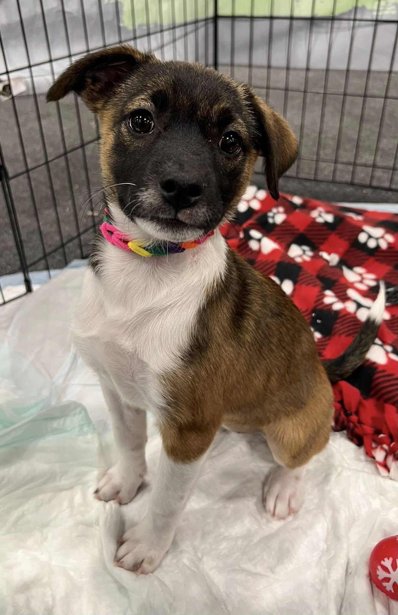 Enlarge Trixie, a ADOPTABLE mixed breed in Ronkonkoma, NY image 1/1