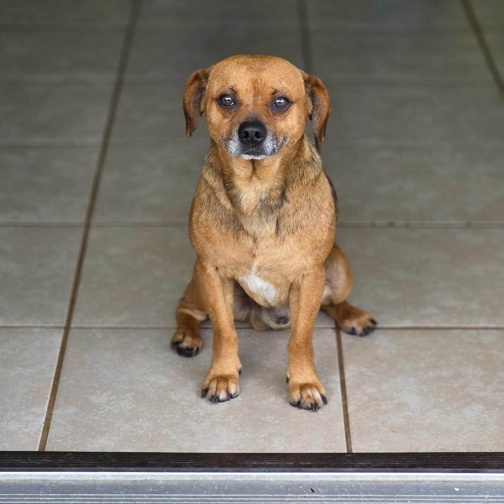 Hoot, a Adoptable Chihuahua in Jackson, MO image 1/6