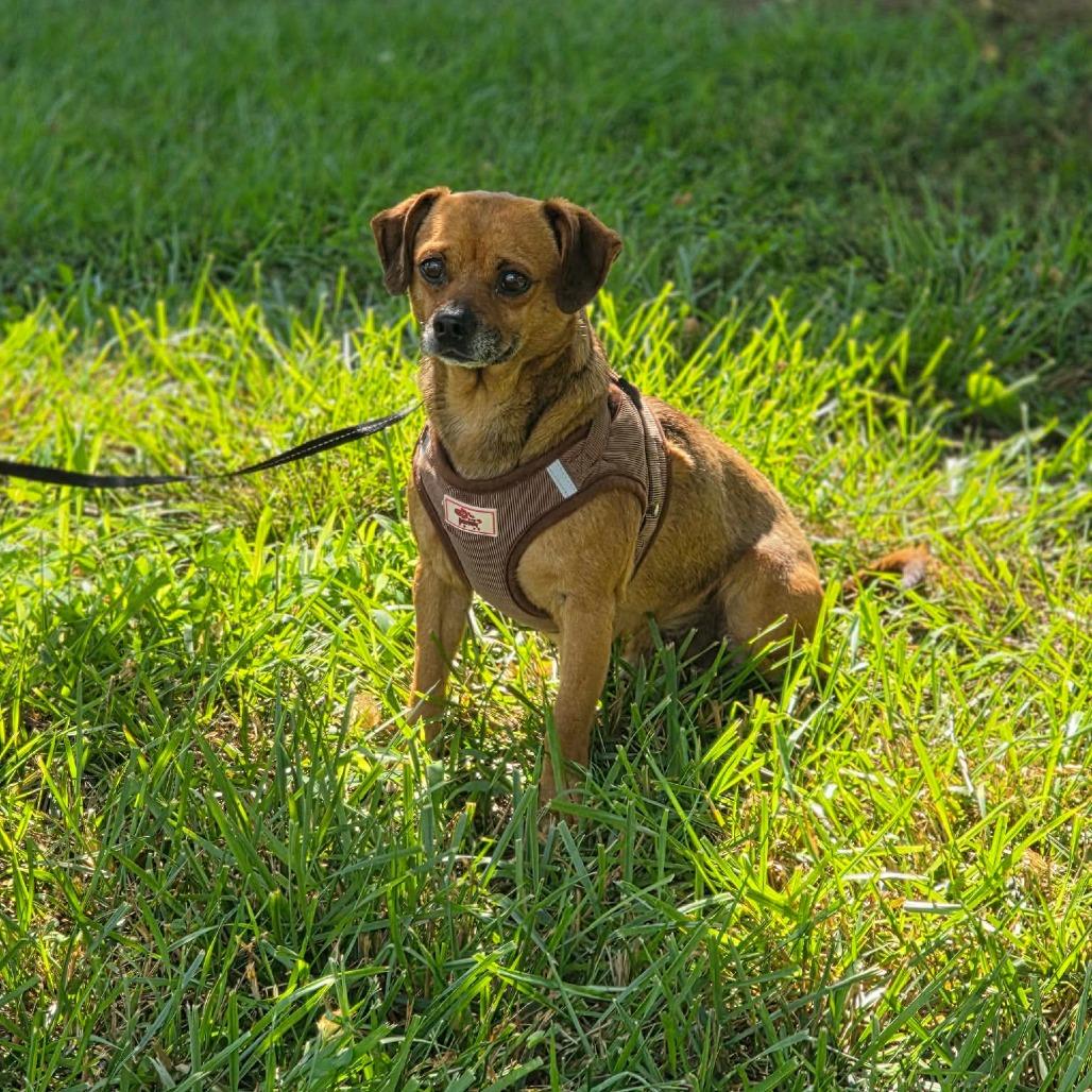 Hoot, a Adoptable Chihuahua in Jackson, MO image 2/6