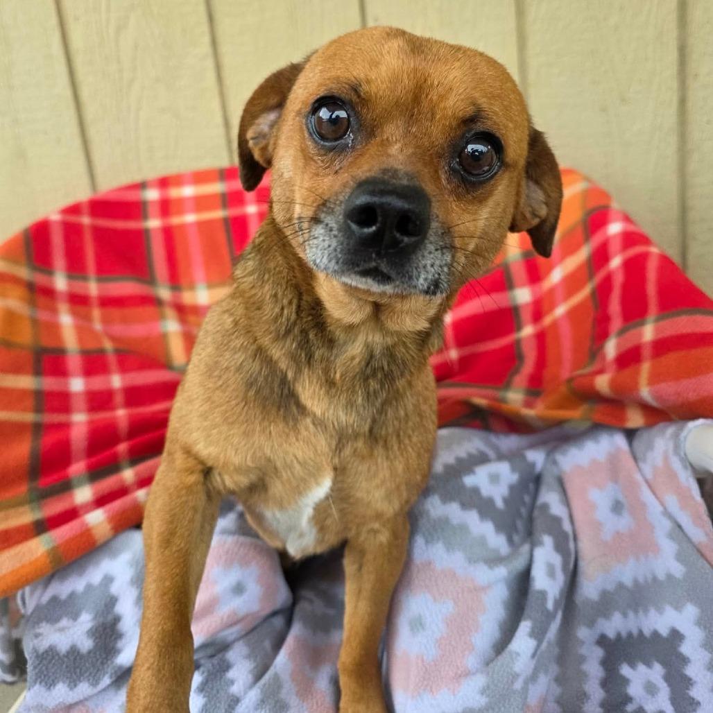 Hoot, a Adoptable Chihuahua in Jackson, MO image 3/6