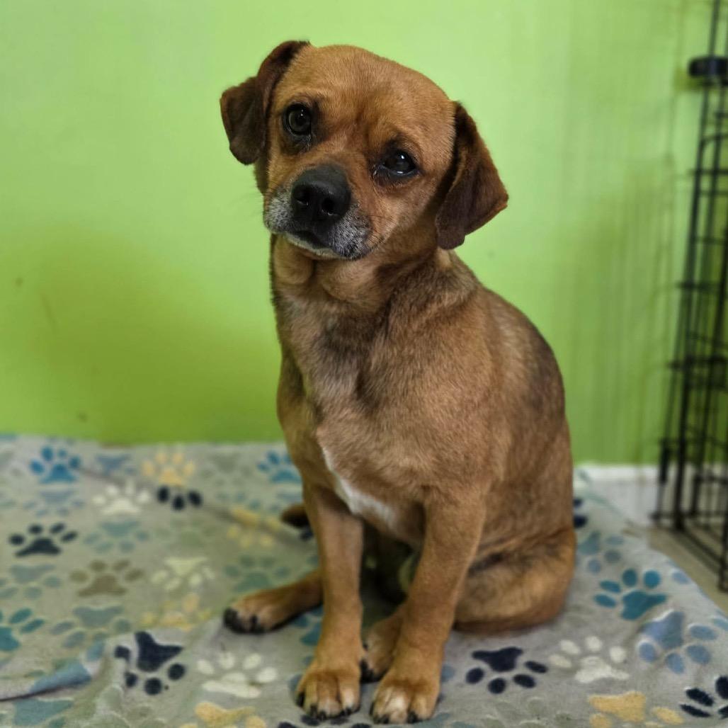 Hoot, a Adoptable Chihuahua in Jackson, MO image 4/6