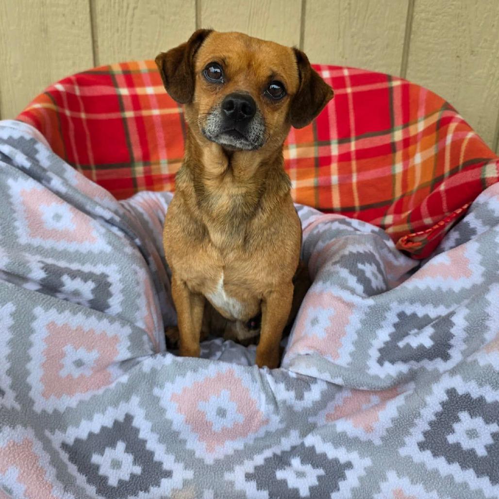 Hoot, a Adoptable Chihuahua in Jackson, MO image 5/6