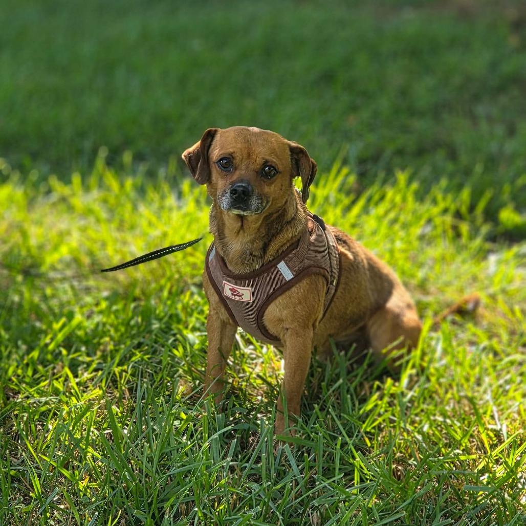 Hoot, a Adoptable Chihuahua in Jackson, MO image 6/6