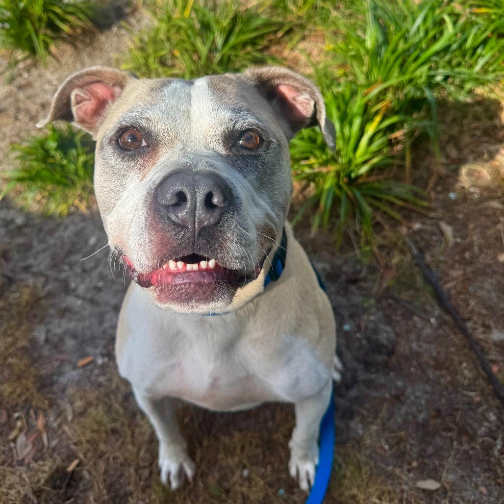 Enlarge Lois, a Adoptable Mixed Breed in Jacksonville, FL image 1/6