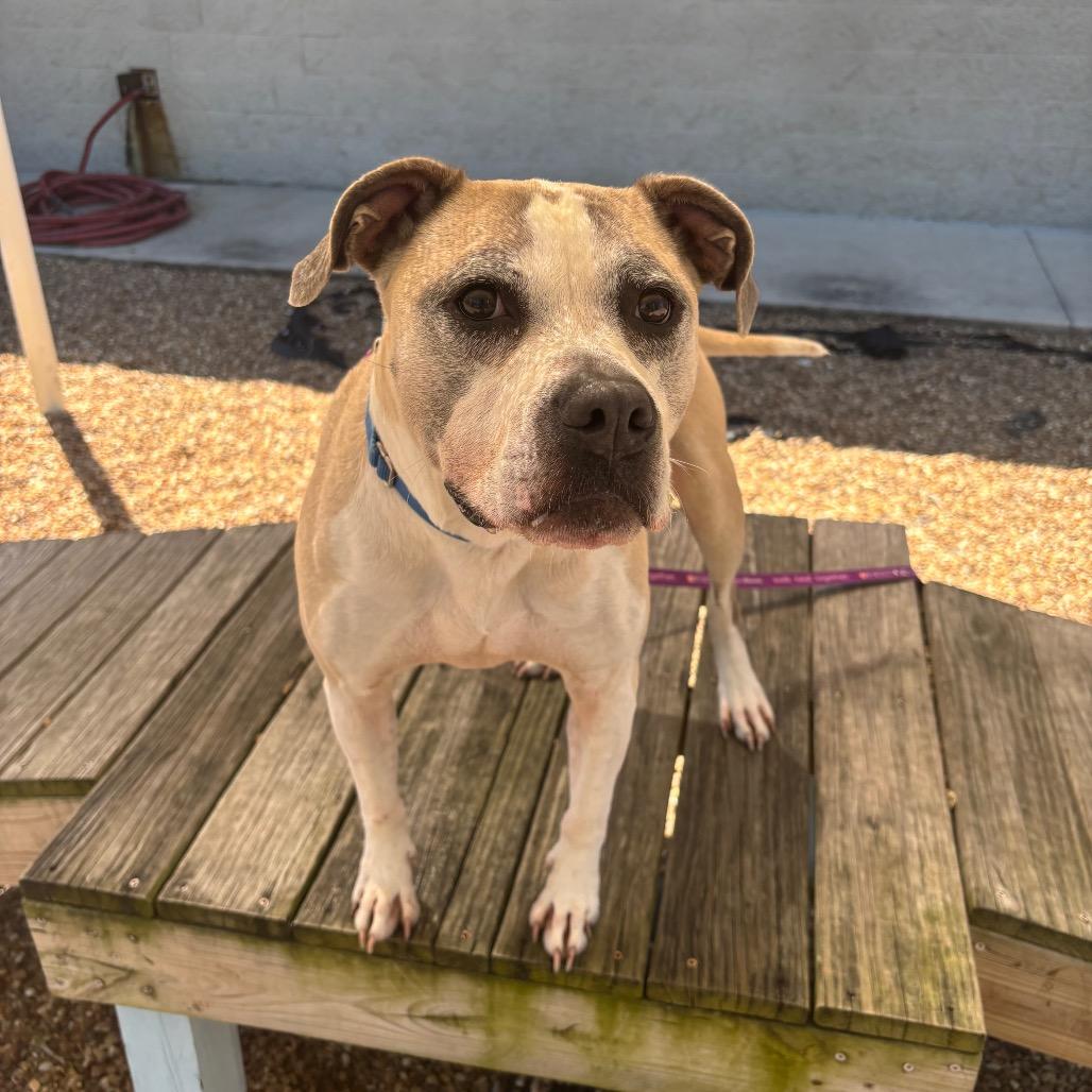 Enlarge Lois, a Adoptable Mixed Breed in Jacksonville, FL image 2/6