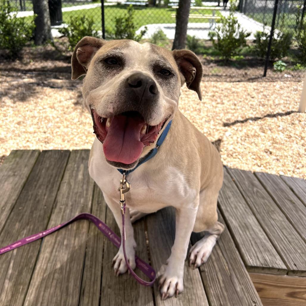 Enlarge Lois, a Adoptable Mixed Breed in Jacksonville, FL image 3/6