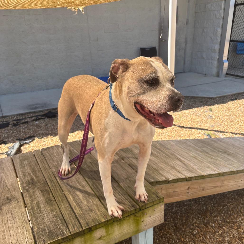 Enlarge Lois, a Adoptable Mixed Breed in Jacksonville, FL image 4/6