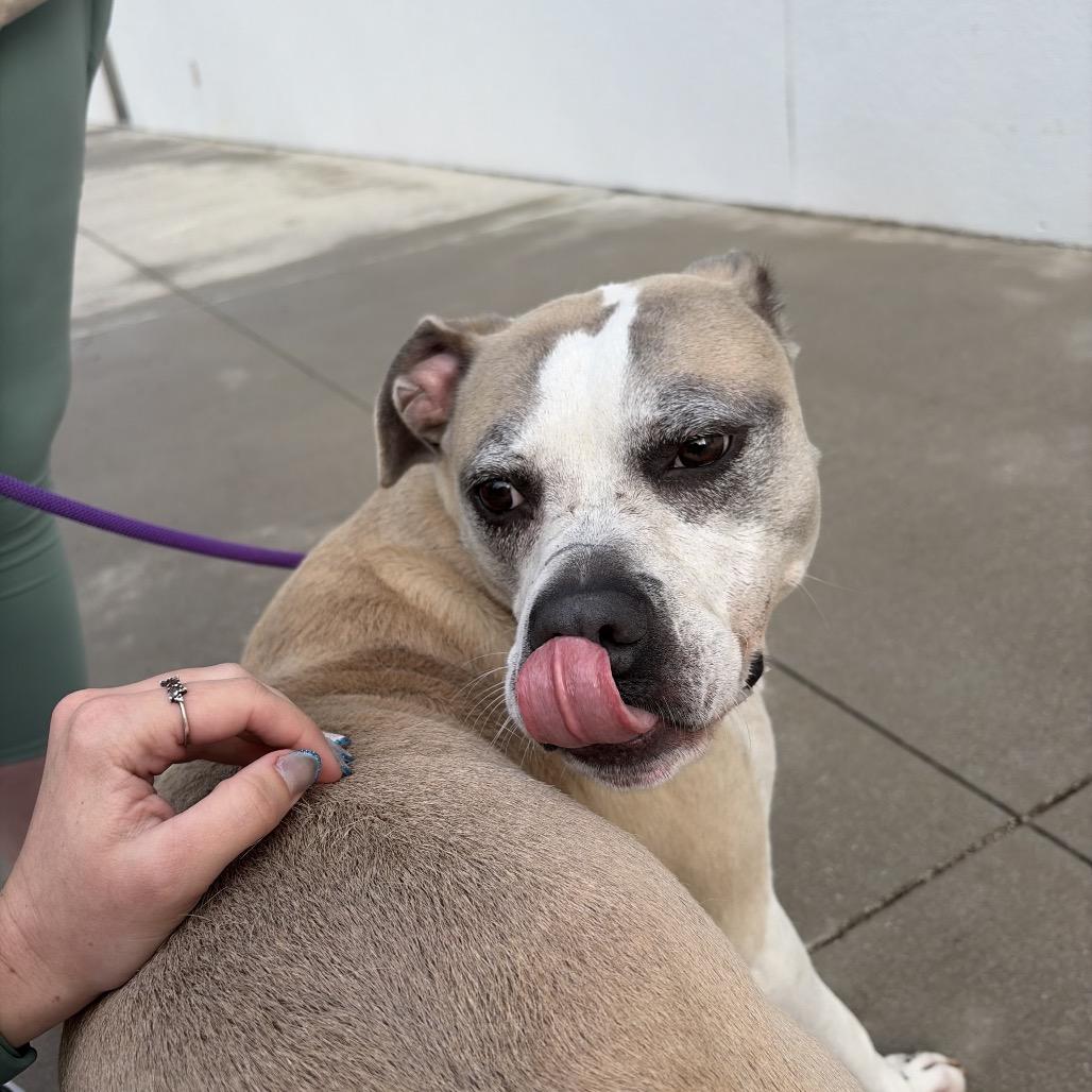 Enlarge Lois, a Adoptable Mixed Breed in Jacksonville, FL image 5/6