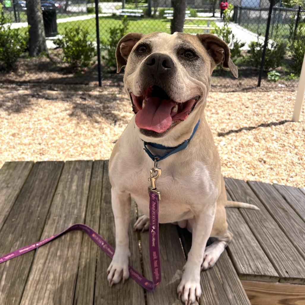 Enlarge Lois, a Adoptable Mixed Breed in Jacksonville, FL image 6/6