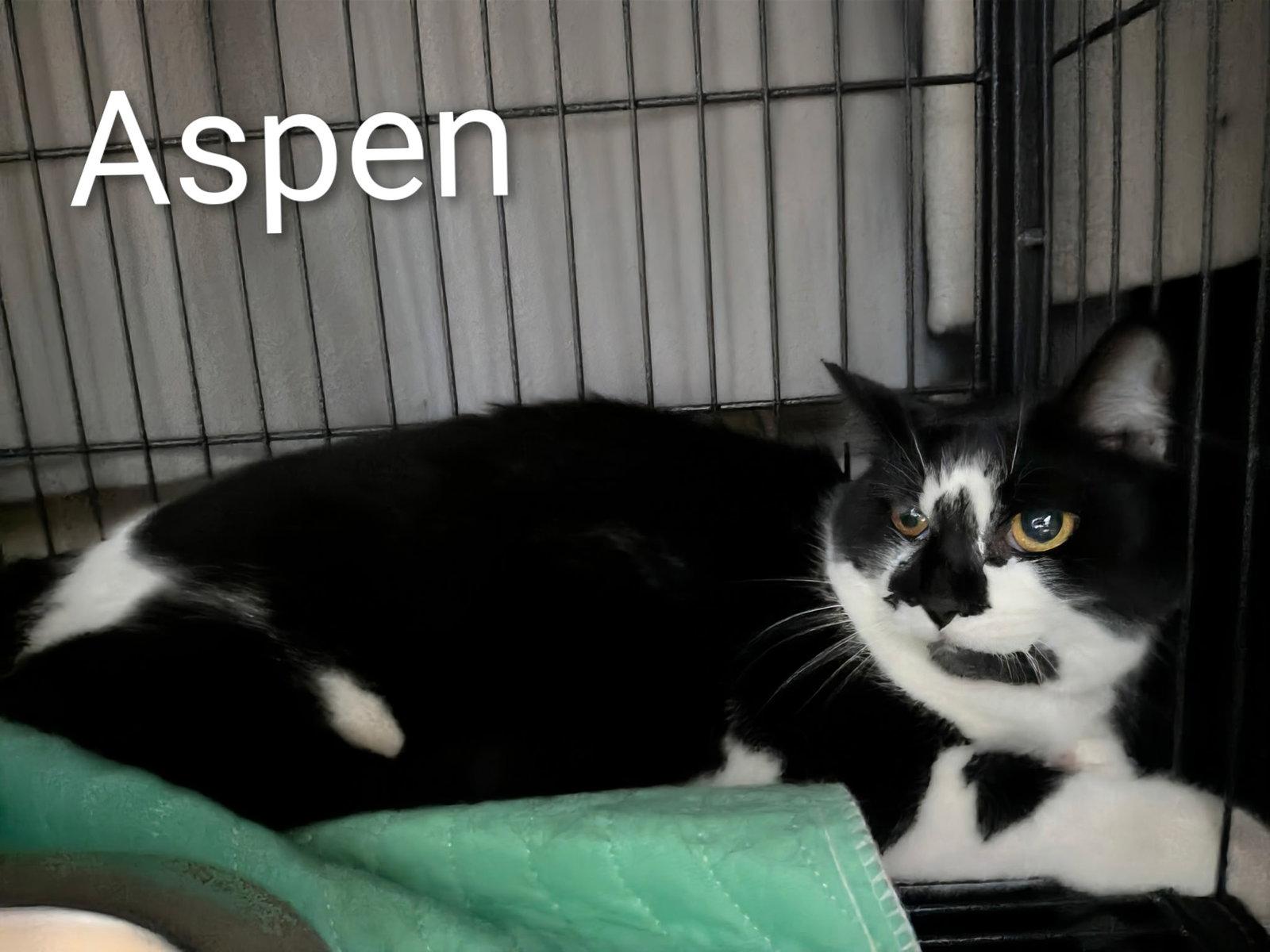 Aspen, Adoptable, Adult Female Domestic Short Hair.