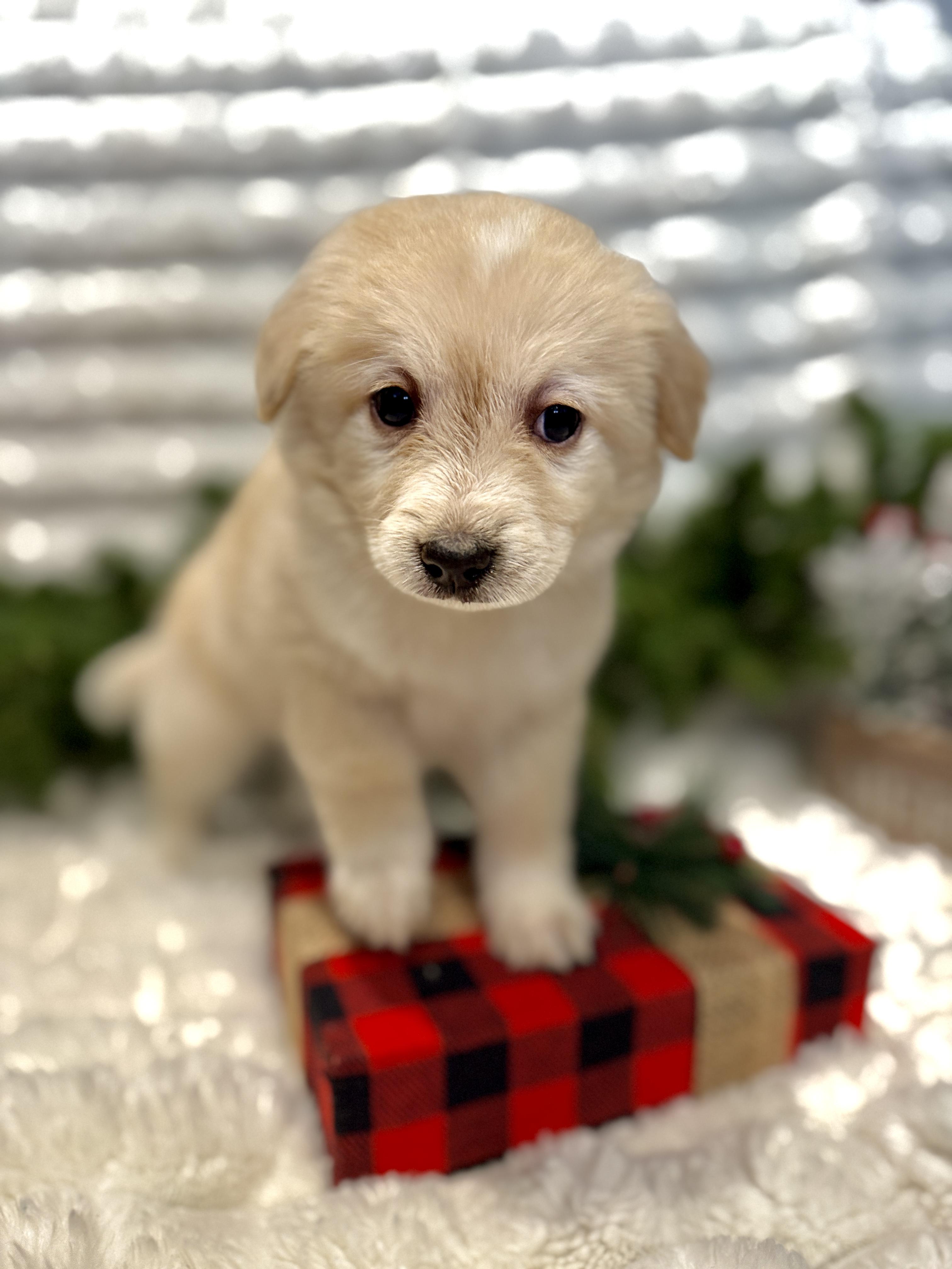 Carmel, an adopted mixed breed in Hales corners, WI image 1/4