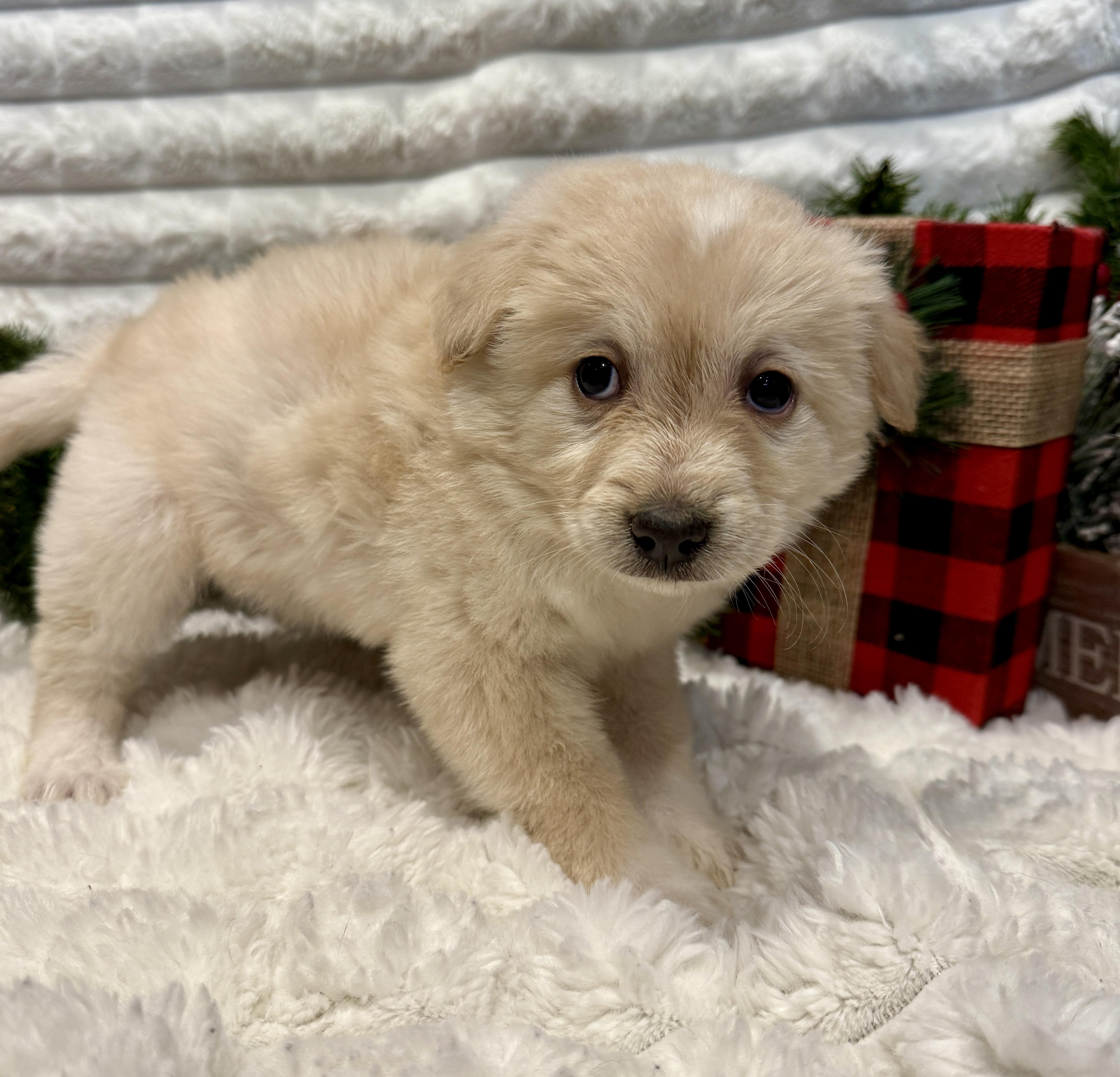 Carmel, an adopted mixed breed in Hales corners, WI image 2/4