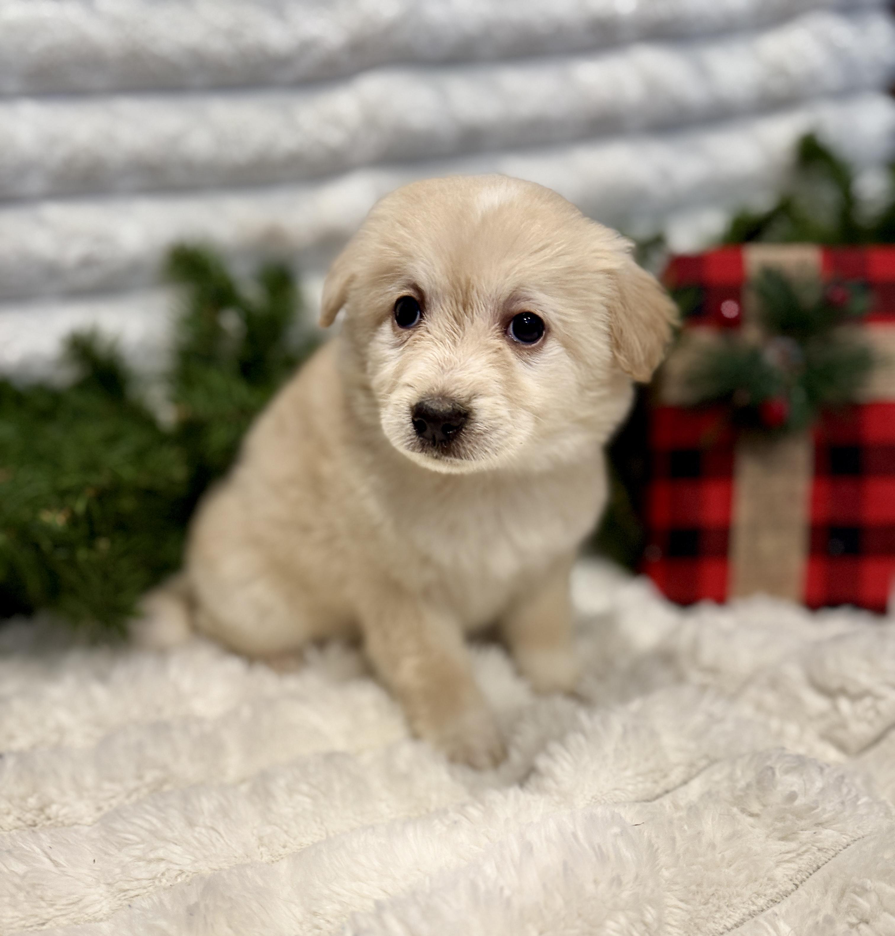 Carmel, an adopted mixed breed in Hales corners, WI image 3/4