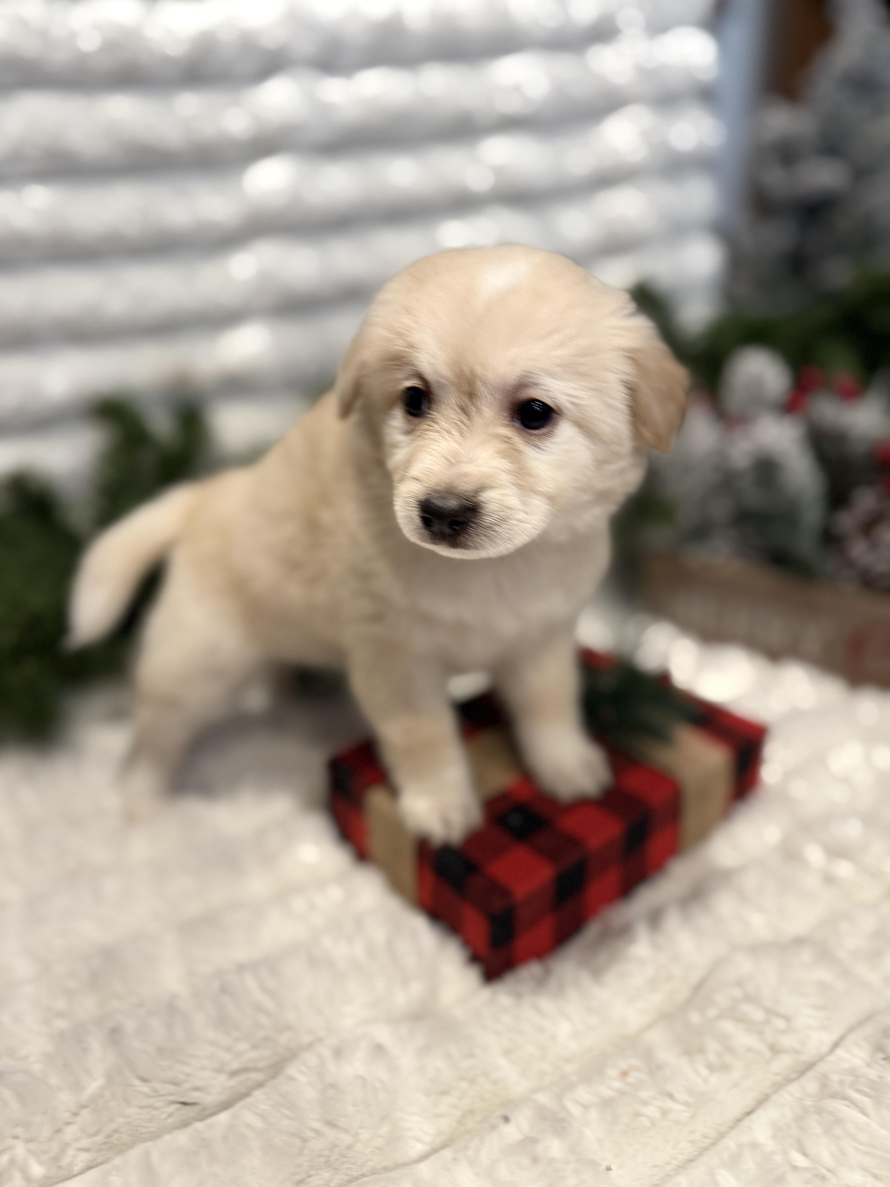 Carmel, an adopted mixed breed in Hales corners, WI image 4/4