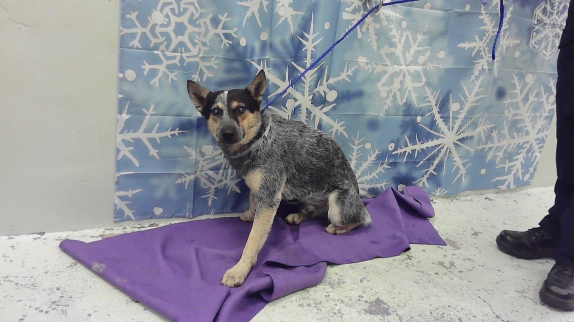 Enlarge MICKY, a Adoptable mixed breed in Houston, TX image 1/1