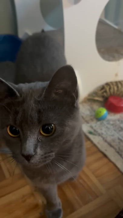 Enlarge Oscar, a Adoptable Siamese in Pointe-Claire, QC video 3/3