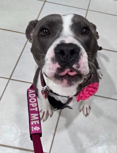 Enlarge JoJo, a Adoptable Pit Bull Terrier in Lansing, MI image 2/6