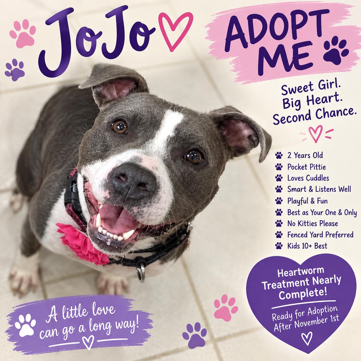 Enlarge JoJo, a Adoptable Pit Bull Terrier in Lansing, MI image 1/6