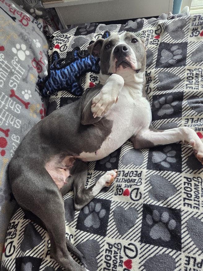 Enlarge JoJo, a Adoptable Pit Bull Terrier in Lansing, MI image 6/6
