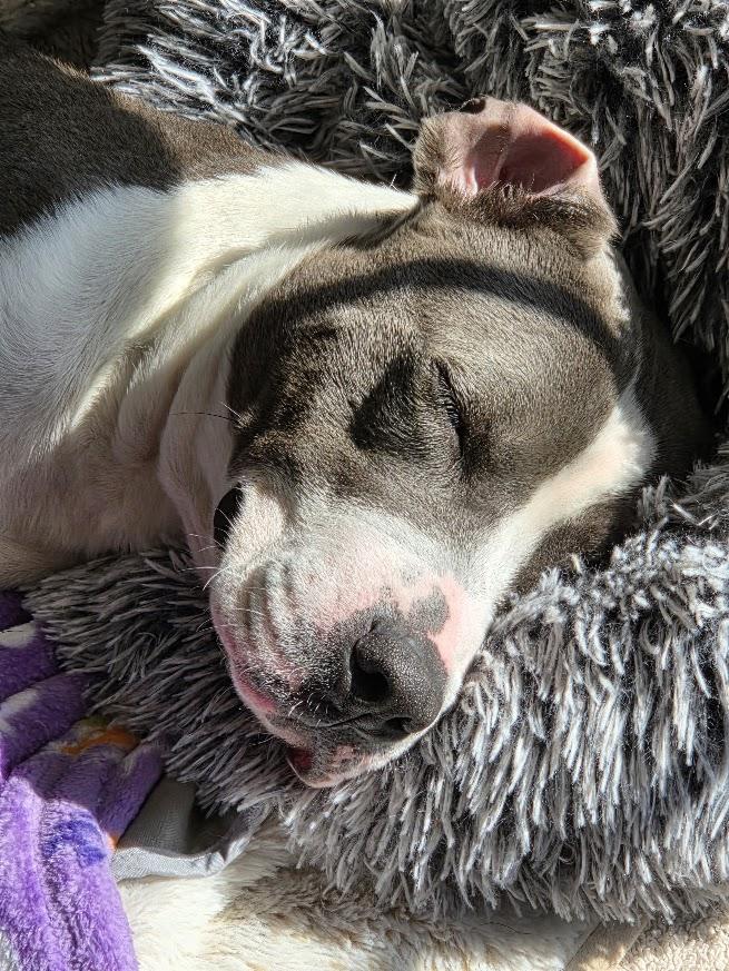 Enlarge JoJo, a Adoptable Pit Bull Terrier in Lansing, MI image 4/6