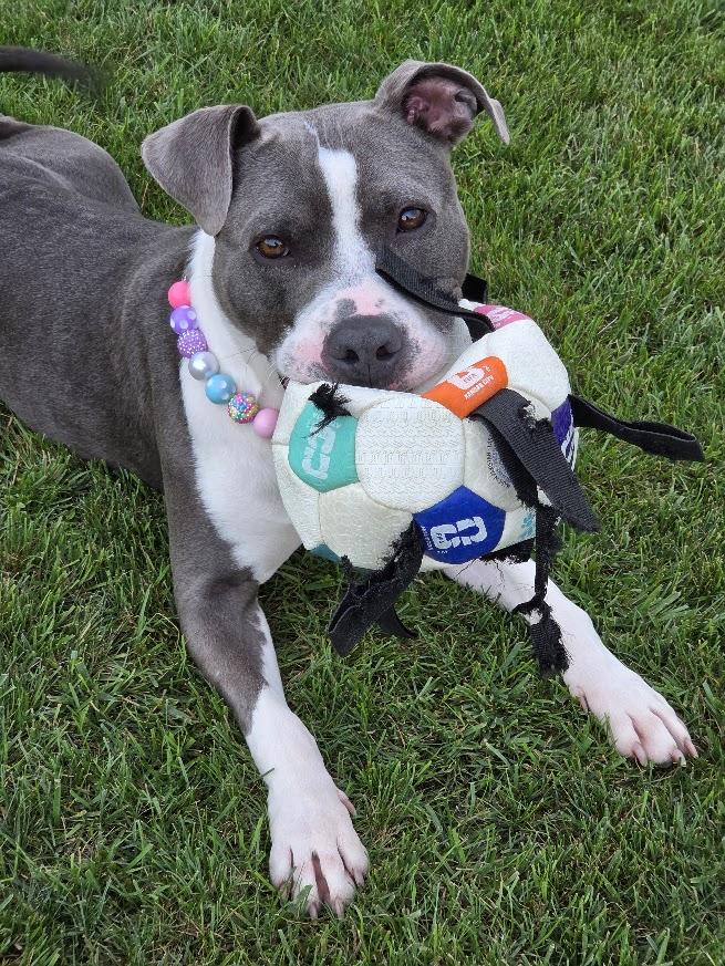 Enlarge JoJo, a Adoptable Pit Bull Terrier in Lansing, MI image 3/6