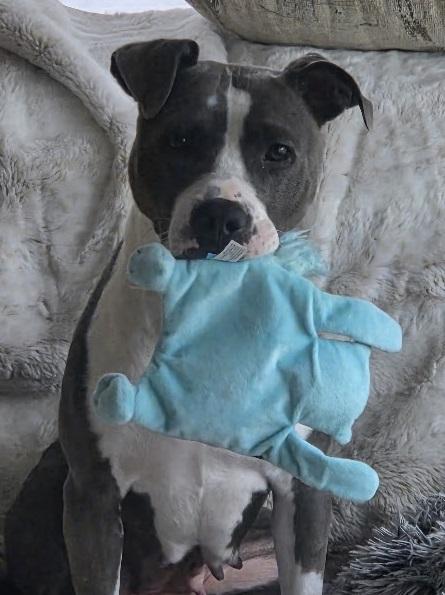 Enlarge JoJo, a Adoptable Pit Bull Terrier in Lansing, MI image 5/6