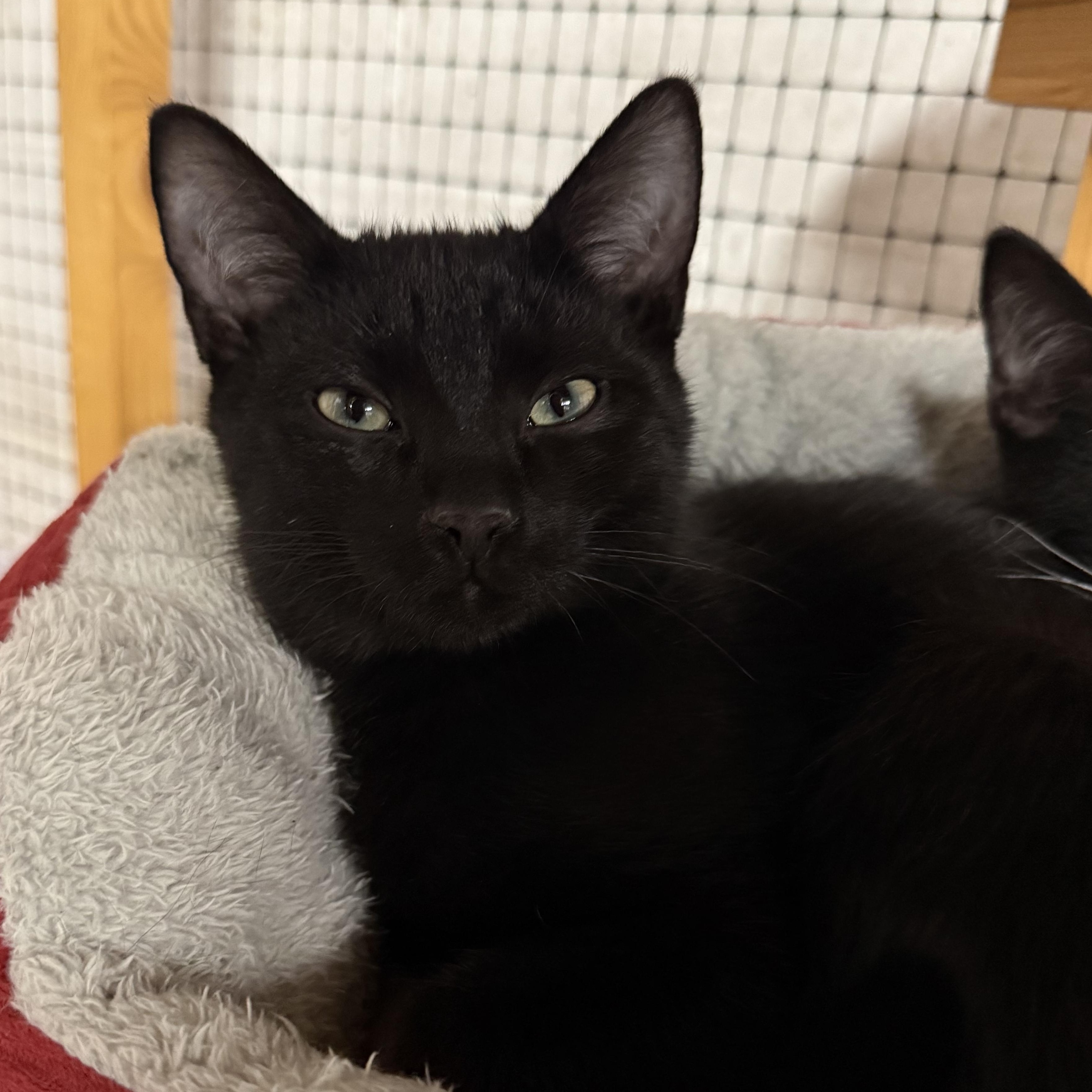 Langdon, an adopted Domestic Short Hair in East Amherst, NY image 1/5