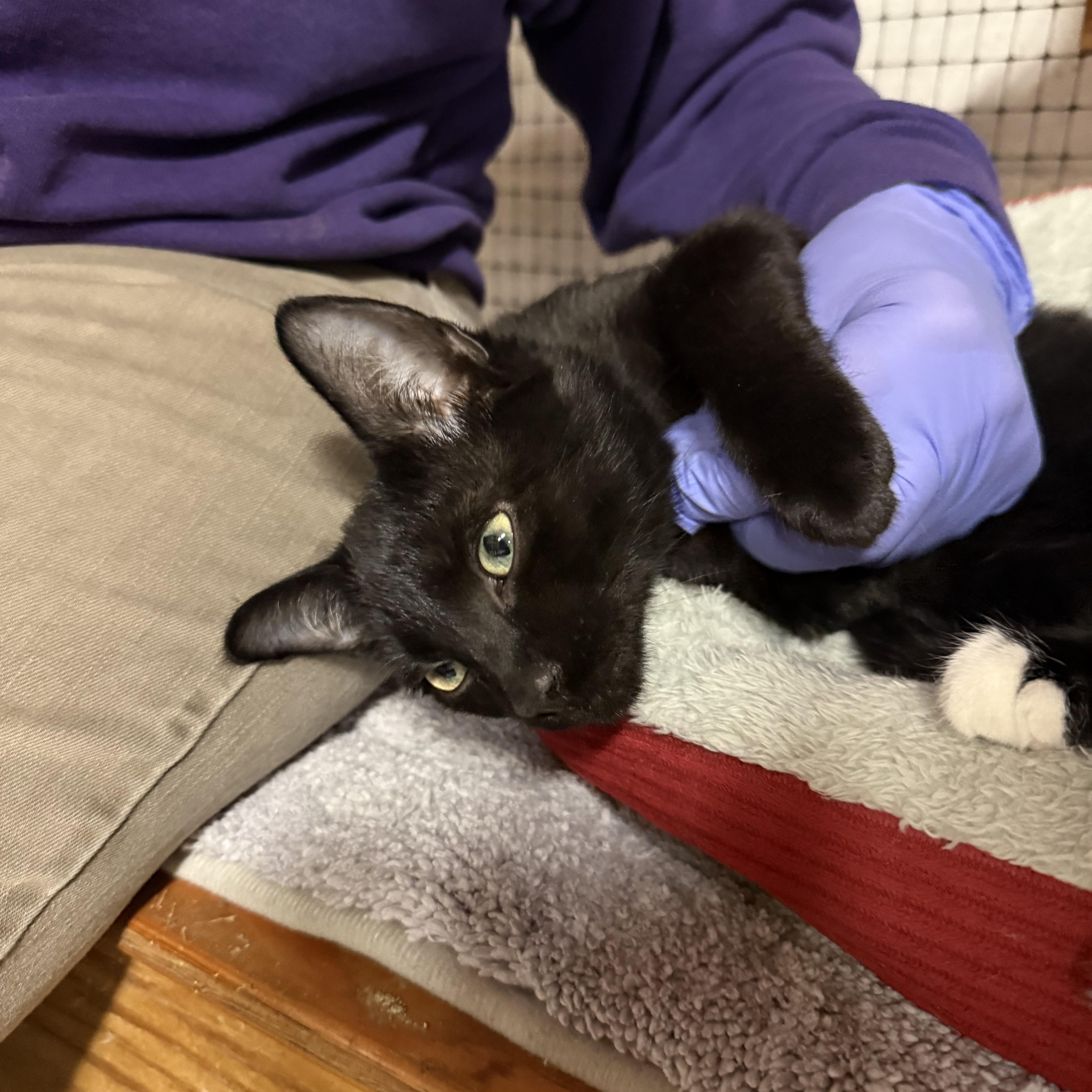 Langdon, an adopted Domestic Short Hair in East Amherst, NY image 4/5