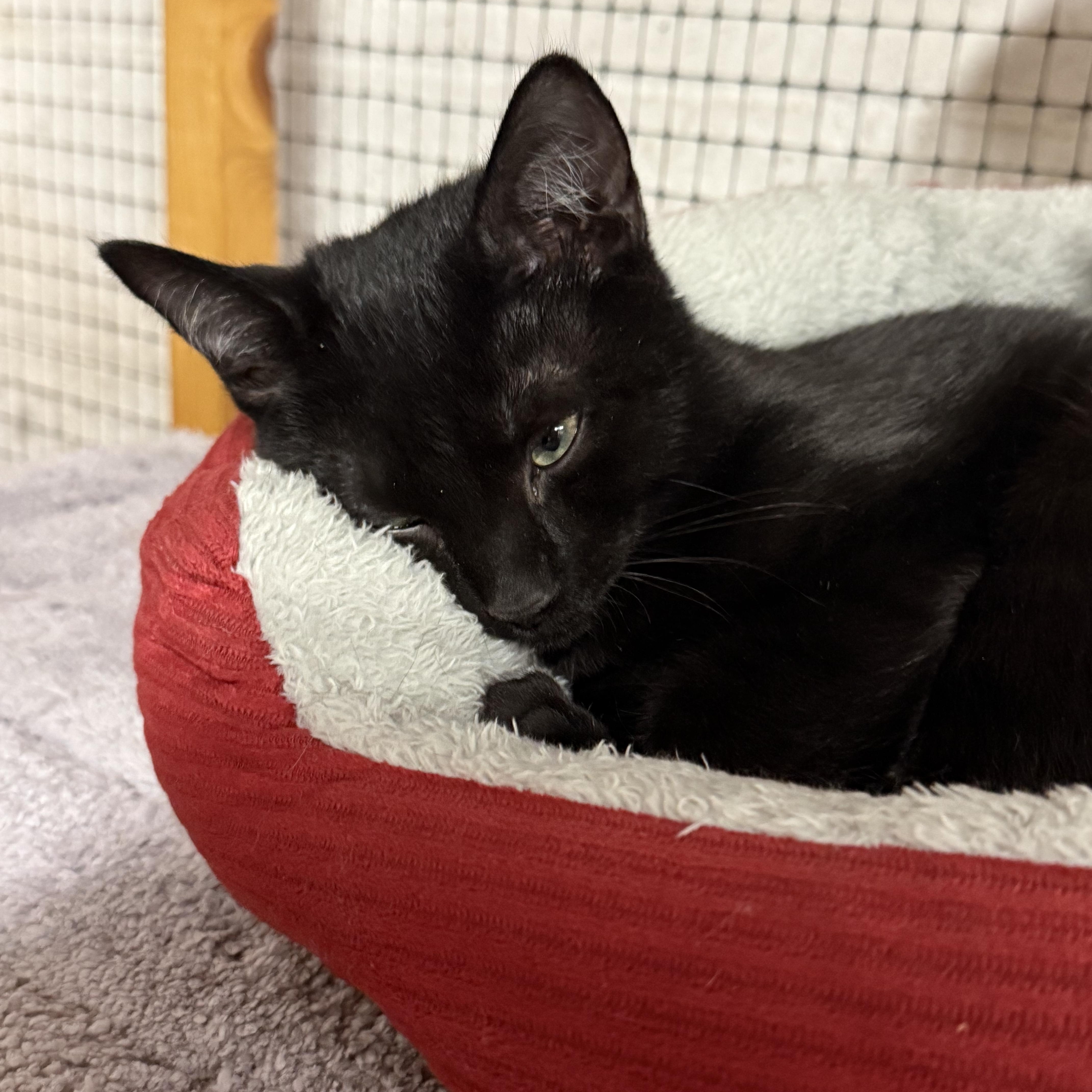 Langdon, an adopted Domestic Short Hair in East Amherst, NY image 5/5