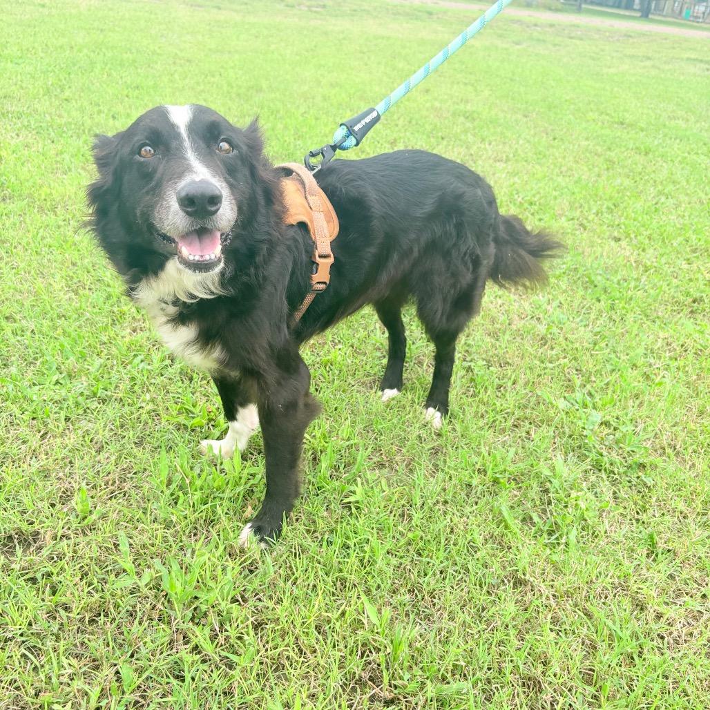 Oreo, Adoptable, Senior Male Collie.