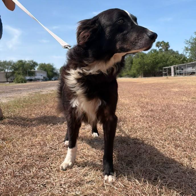 Oreo, a Adoptable Collie in Harlingen, TX image 2/6