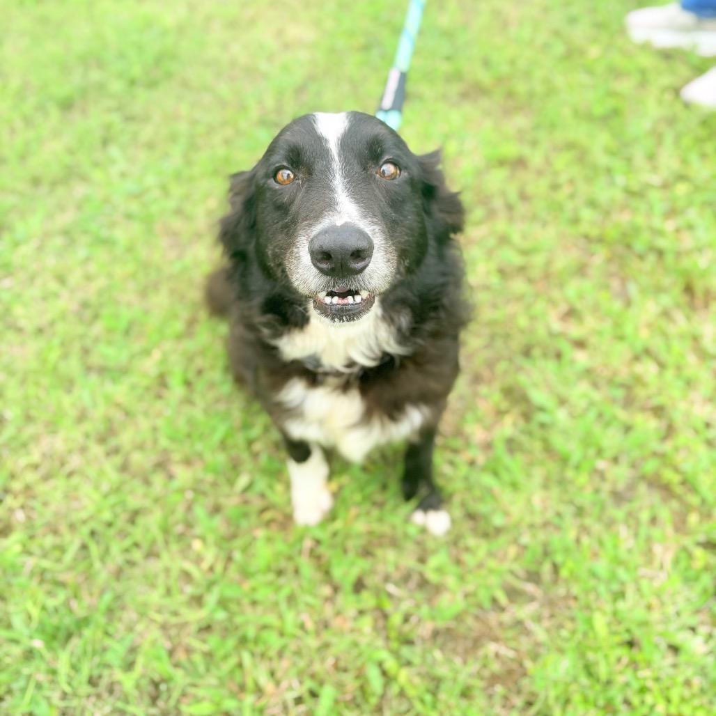 Oreo, a Adoptable Collie in Harlingen, TX image 3/6