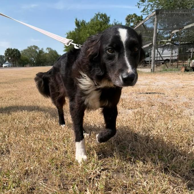 Oreo, a Adoptable Collie in Harlingen, TX image 4/6