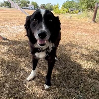 Oreo, a Adoptable Collie in Harlingen, TX image 5/6