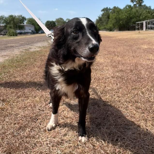 Oreo, a Adoptable Collie in Harlingen, TX image 6/6
