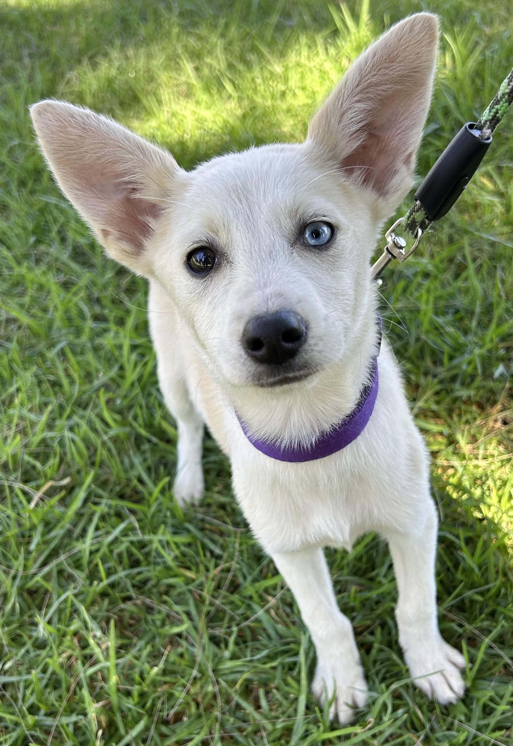 Enlarge LIA, an adopted mixed breed in Bell Gardens, CA image 5/6