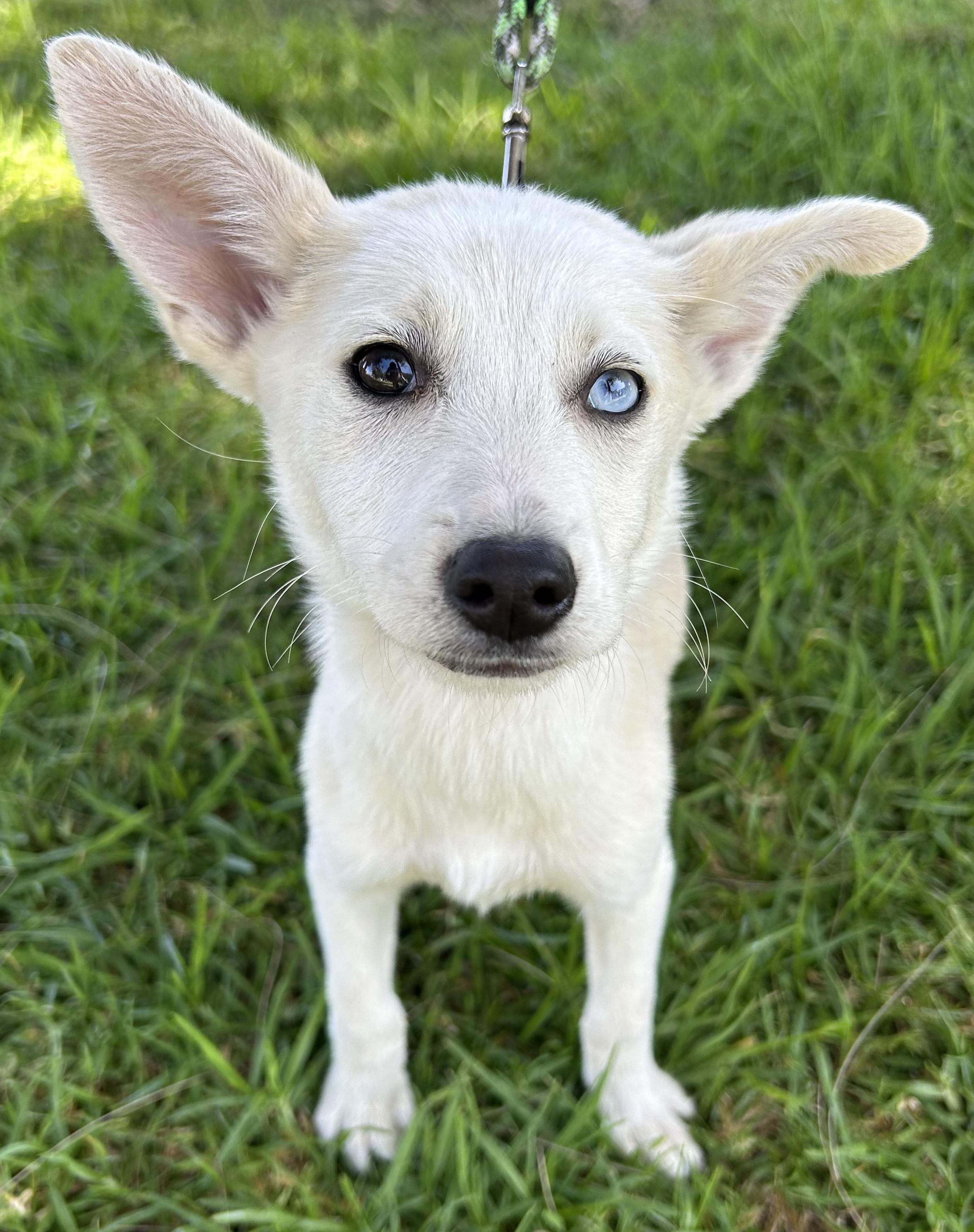 Enlarge LIA, an adopted mixed breed in Bell Gardens, CA image 3/6