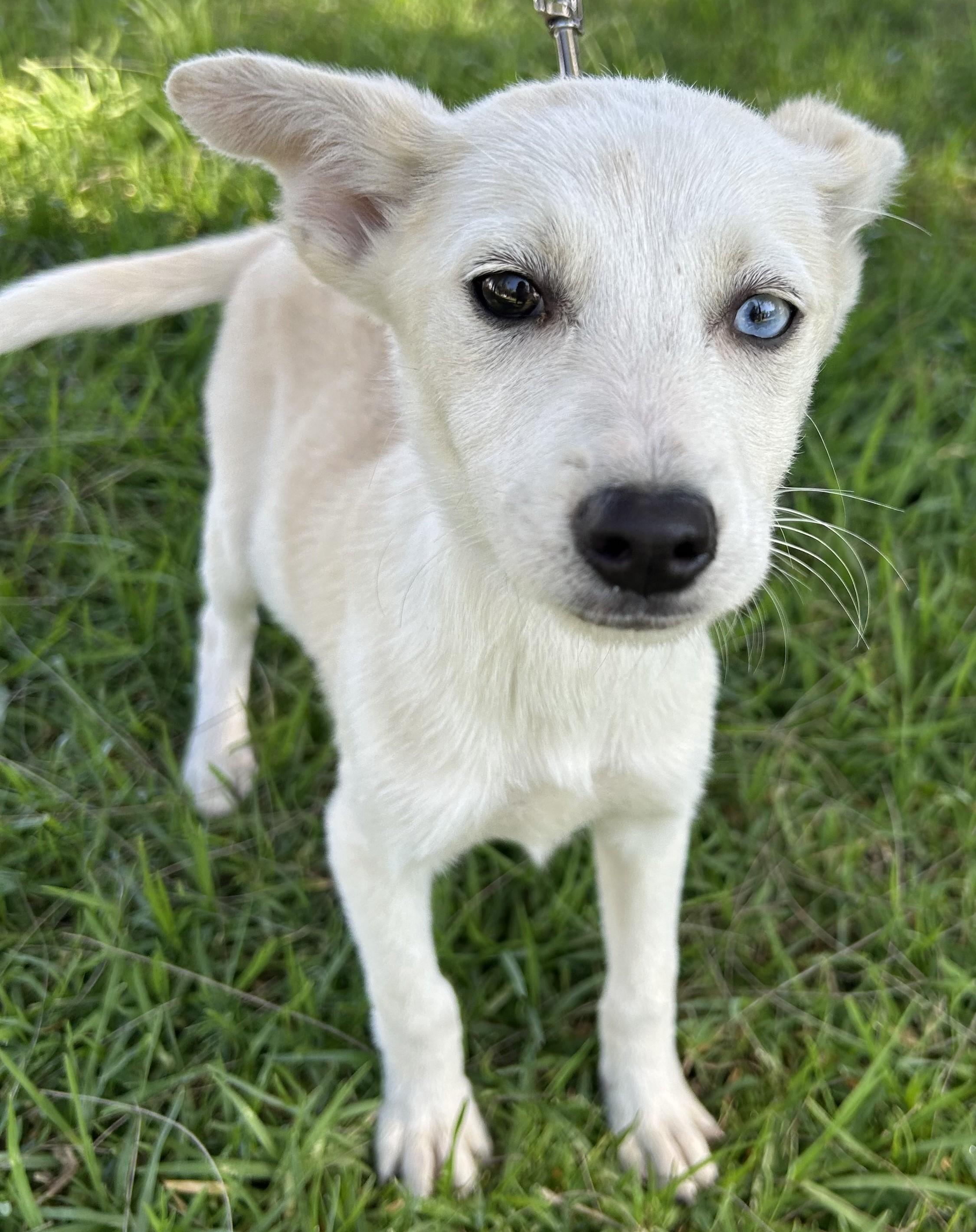 Enlarge LIA, an adopted mixed breed in Bell Gardens, CA image 4/6