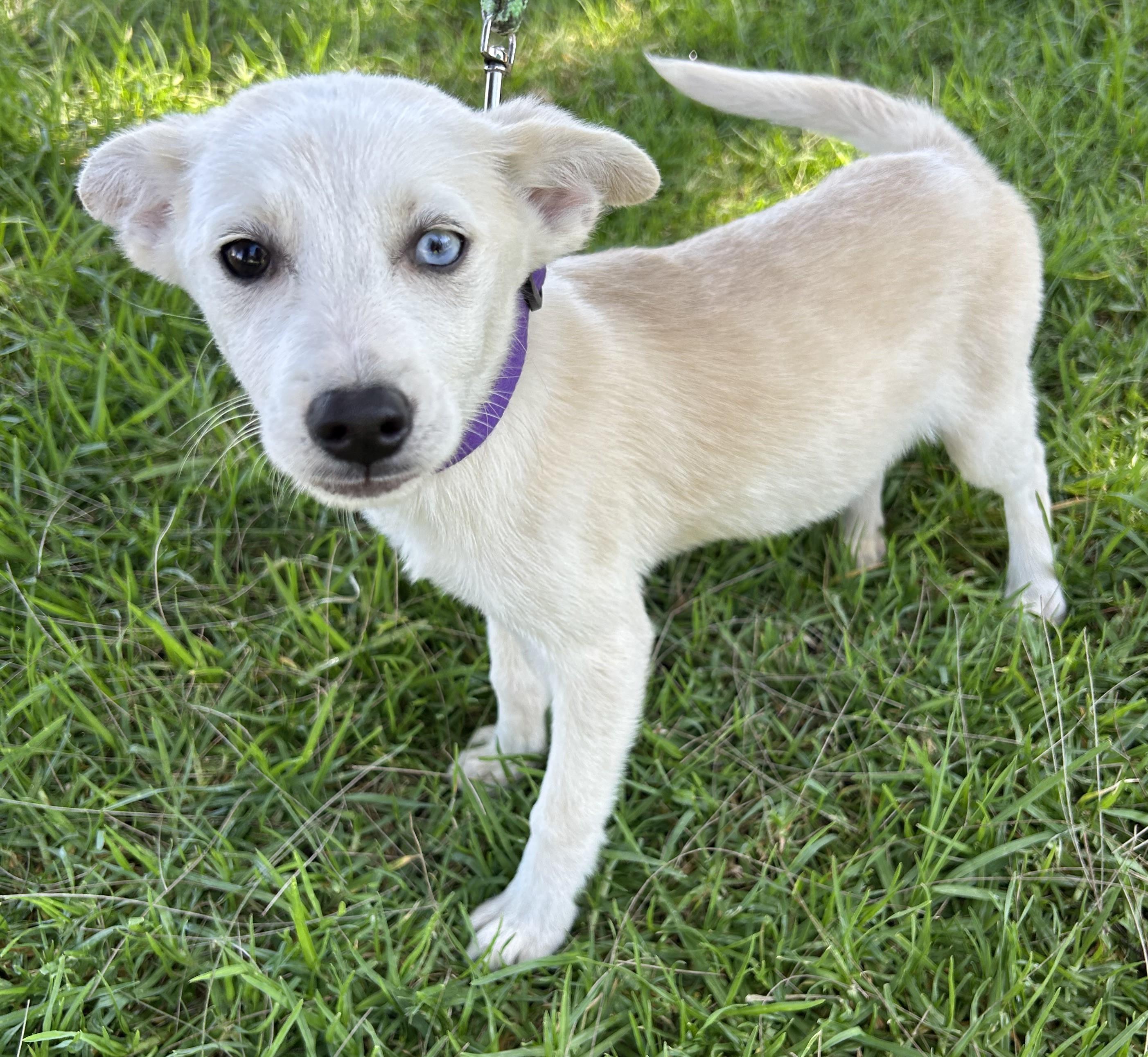 Enlarge LIA, an adopted mixed breed in Bell Gardens, CA image 6/6