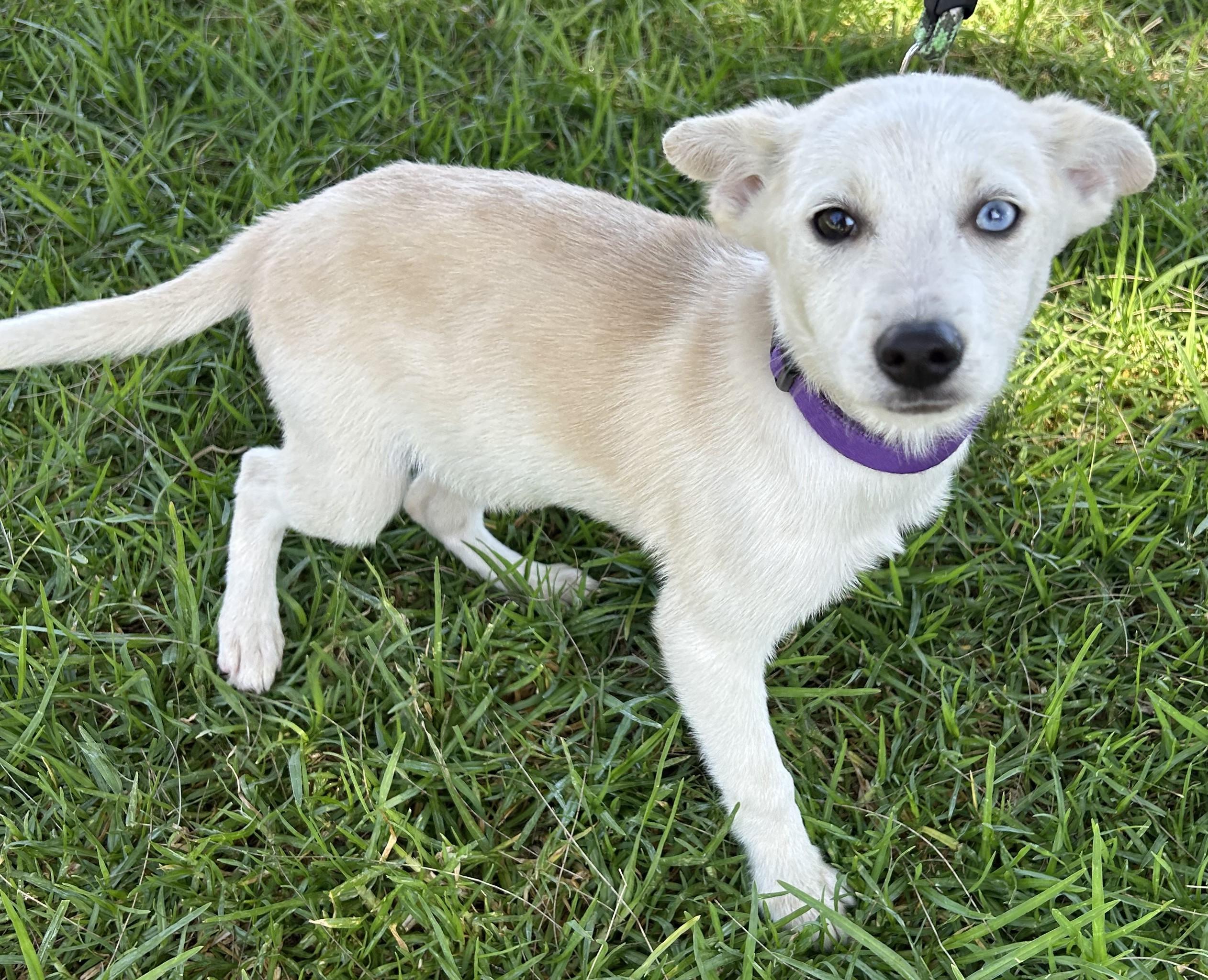 Enlarge LIA, an adopted mixed breed in Bell Gardens, CA image 2/6