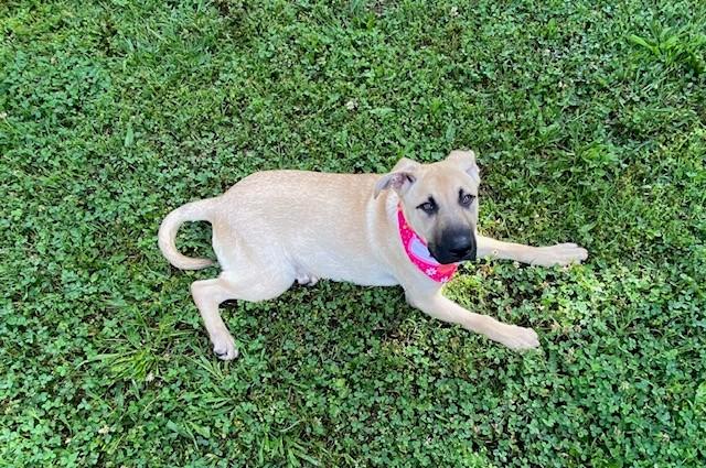 Enlarge Baby, a ADOPTABLE mixed breed in Fayetteville, AR image 2/6