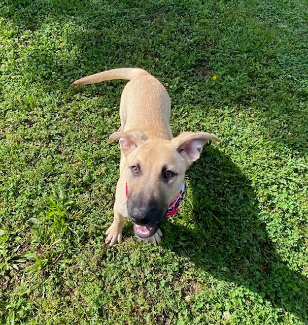 Enlarge Baby, a ADOPTABLE mixed breed in Fayetteville, AR image 4/6