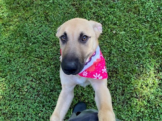 Baby, ADOPTABLE, Young Female Anatolian Shepherd.