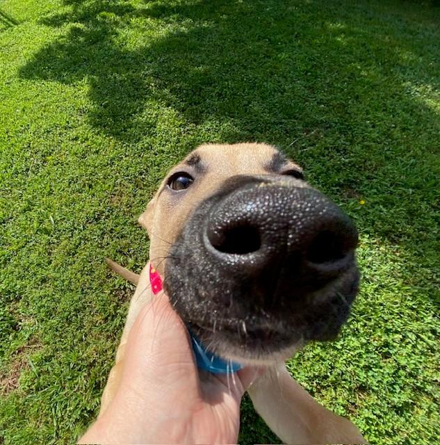 Enlarge Baby, a ADOPTABLE mixed breed in Fayetteville, AR image 3/6