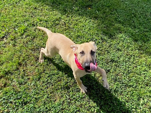 Enlarge Baby, a ADOPTABLE mixed breed in Fayetteville, AR image 6/6